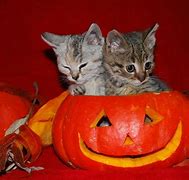 Image result for Halloween Kittens