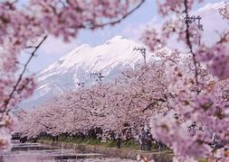 Image result for Cherry Blossom Road Japan