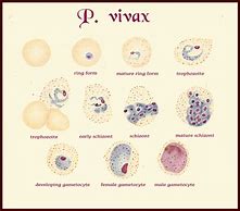 Image result for p vivax