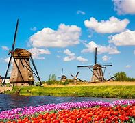 Image result for Holland Tulip Fields with Windmill