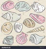 Image result for Types of Clam Shells