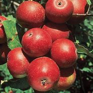 Image result for Macoun Apple Tree
