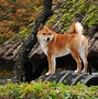 Image result for Japanese Shiba Dog