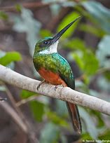 Image result for Galbula Galbulidae