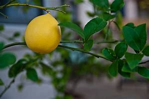 Image result for Improved Meyer Lemon