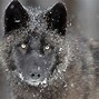 Image result for Black Wolves Wallpaper Desktop