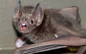 Image result for Bat Corona Meme
