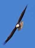 Image result for Bald Eagle Flying Side View