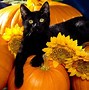 Image result for Cute Cat Halloween Wallpaper for Laptop