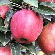 Image result for Gala Apple