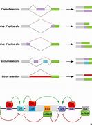 Image result for RNA Splicing