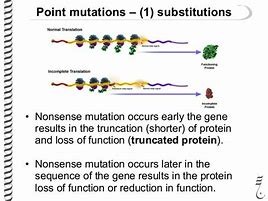 Image result for Truncating Mutation