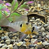 Image result for Belivian Ram Fish