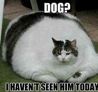 Image result for Fat Dog Meme