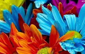 Image result for Most Beautiful Summer Flowers Wallpapers