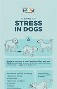 Image result for Stress Dog