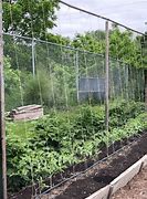 Image result for Tomato Trellis Clips