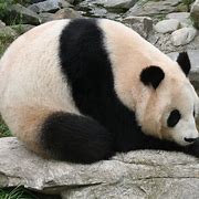 Image result for Zoo Portraits Become the Animal Giant Panda