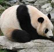 Image result for Animal Tf Giant Panda