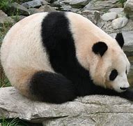 Image result for Panda Appearance