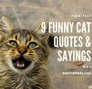 Image result for Free Cat Sayings