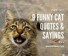 Image result for Cat Attitude Short Funny Quotes