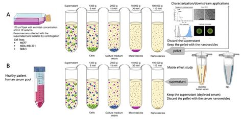Image result for APA Form Example