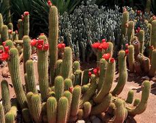 Image result for Cactus Africa