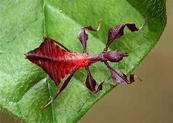 Image result for Baby Leaf Insect