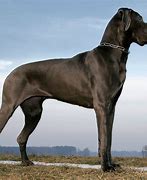 Image result for Big Dog Breeds