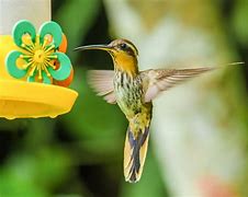 Image result for Ramphodon Trochilidae