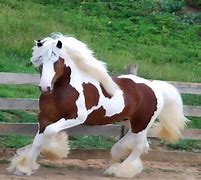 Image result for Beautiful Gypsy Vanner