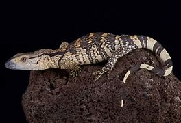 Image result for White-Throated Monitor