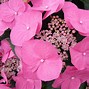 Image result for Hydrangea macrophylla Taube
