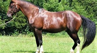Image result for Mexican Horse Breeders