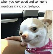 Image result for Chihuahua Meme Girl