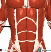Image result for External Oblique Abdominis Muscle