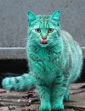 Image result for iPhone Cat