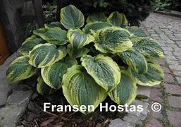 Image result for Hosta Lakeside Prophecy Fulfilled