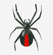 Image result for Redback Spider Drawing