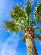 Image result for Mint Green Palm Tree
