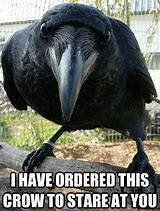 Image result for Pet Crow Meme
