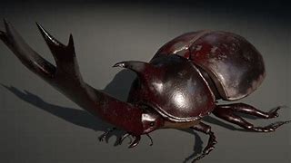 Image result for Unicorn Beetle Head