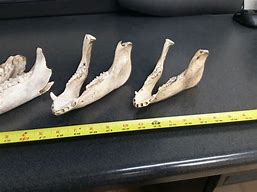 Image result for Hog Jaw Bone