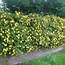 Image result for Hypericum Hidcote
