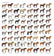 Image result for Horse Breeds Poster