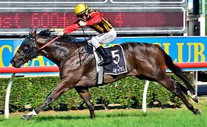 Image result for Thoroughbred Race Horse U05472
