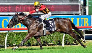 Image result for Passionville Thoroughbred Race Horse