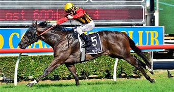 Image result for Thouroughbred Racing Horse