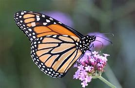 Image result for Butterfly Skip to My Lou Monarch